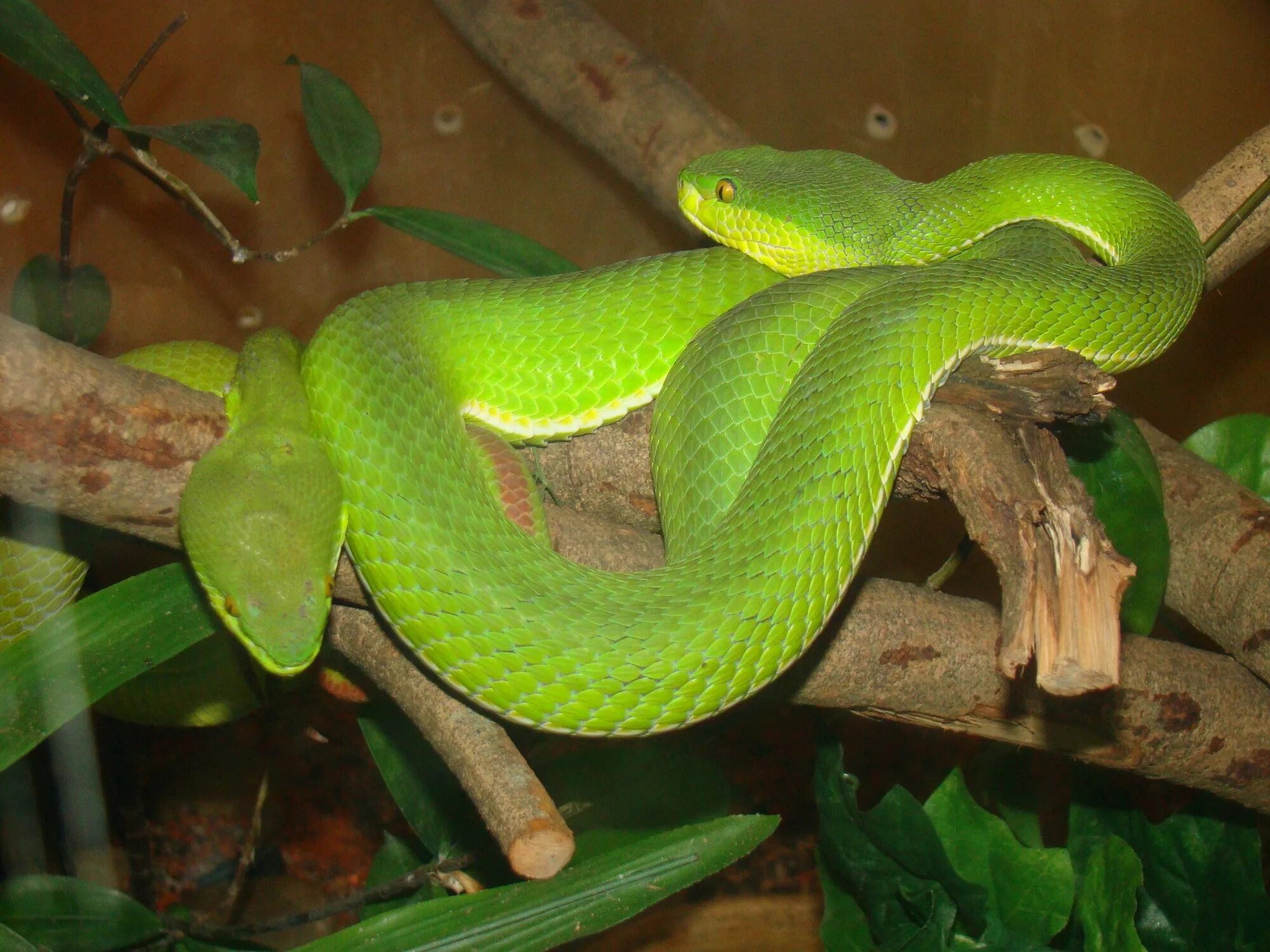 Тропическая змея 4. Смарагдовый полоз зеленый. Зелёная неядовитая змея. Тропические змеи. Тропические ядовитые змеи.