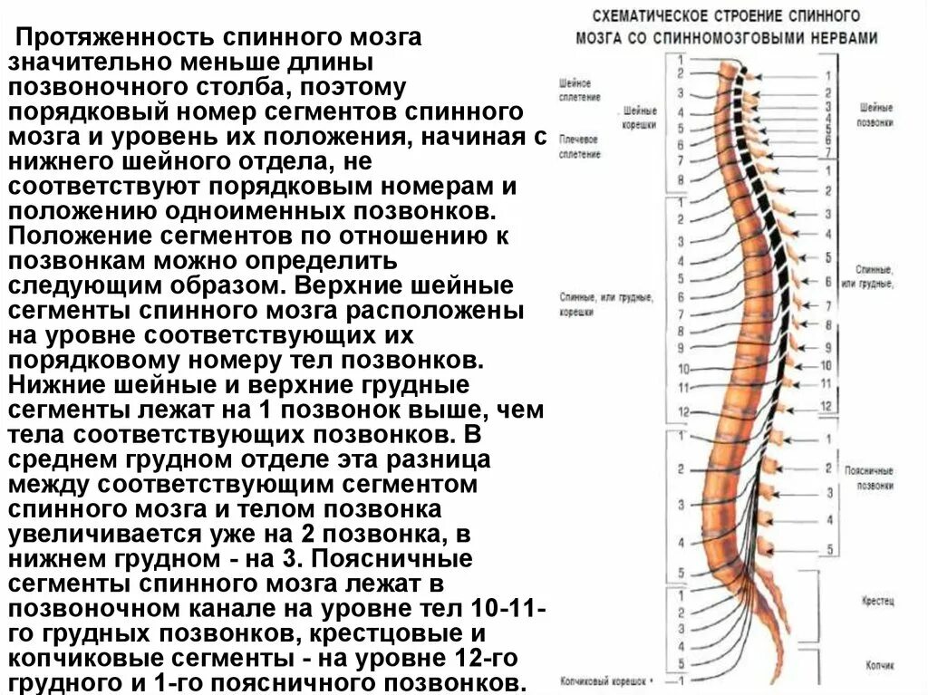 Сколько пар спинномозговых нервов отходит от спинного. Проекция Корешков спинного мозга. Строение спинного мозга шейные сегменты. Топография спинного мозга анатомия. Сегментов в спинном мозге относительно позвоночника.