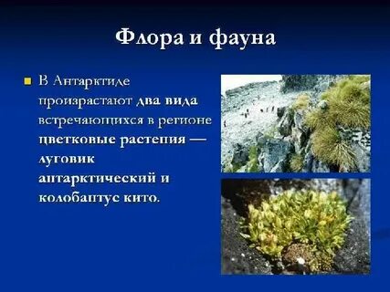 Растительный мир антарктиды