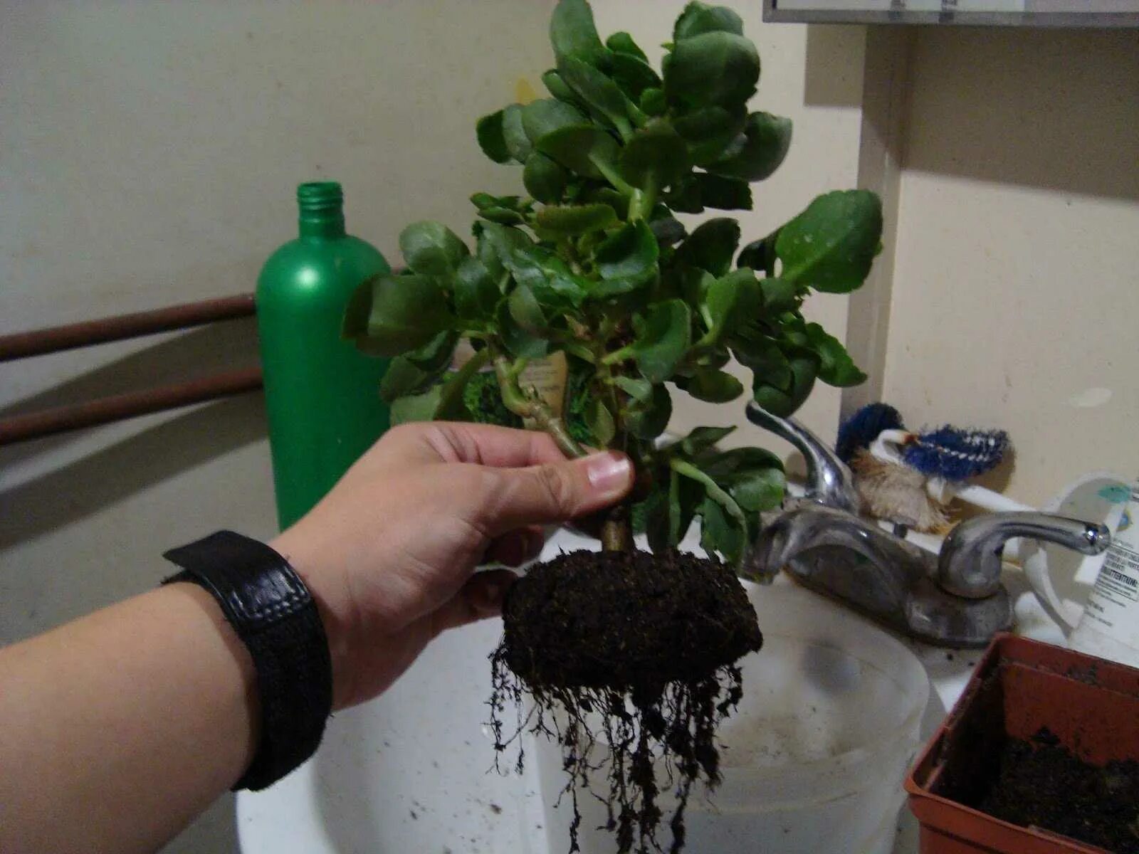 Каланхоэ декабрист. Блоссфельда каландива. Каланхоэ рассада. Каланхоэ росток. Пересаживание каланхоэ.