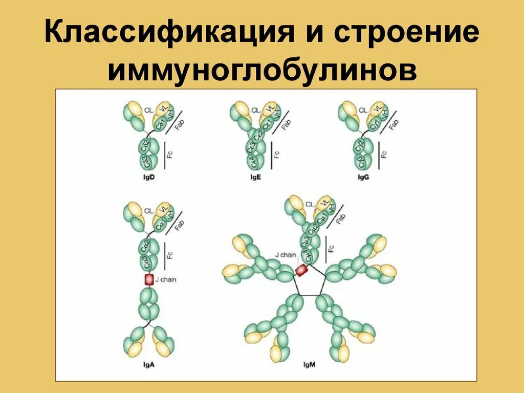 Классификация иммуноглобулинов. Классификации иммуноглобулинов классификация. Классификация и структура иммуноглобулинов. Структура иммуноглобулина.