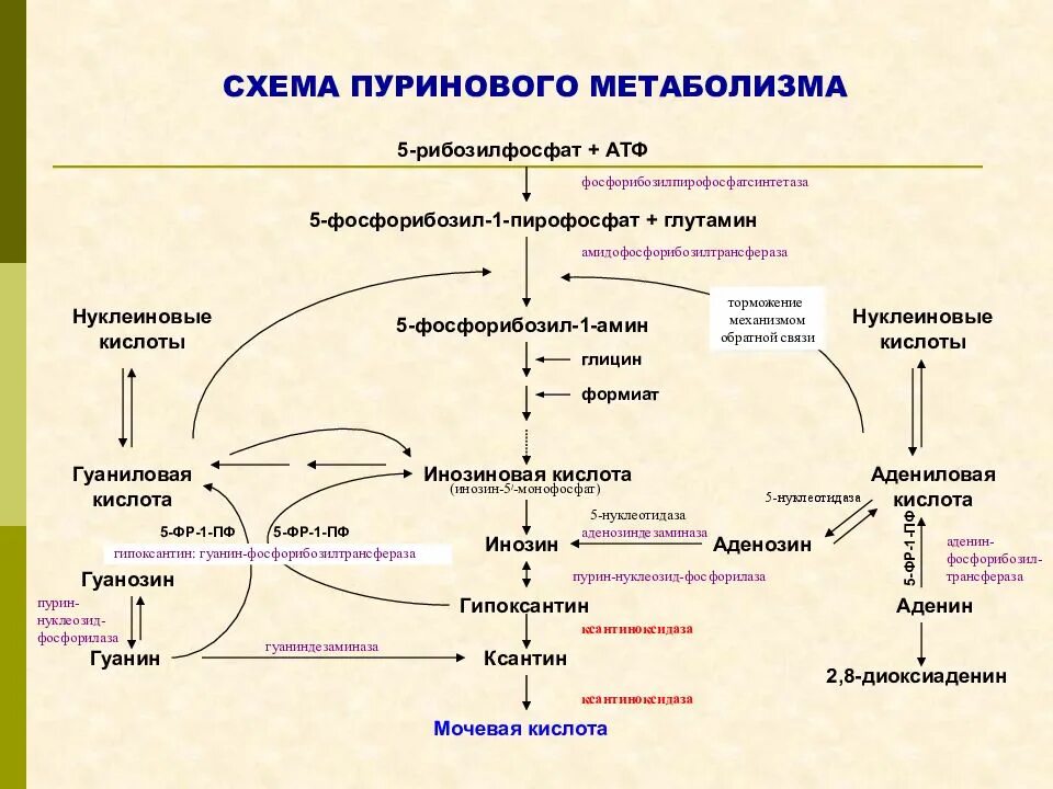 Мочевая кислота в крови заболевание. Схема пуринового метаболизма. Схема метаболизма пуринов. Схема метаболизма биохимия. Нарушение обмена пуриновых нуклеотидов биохимия.