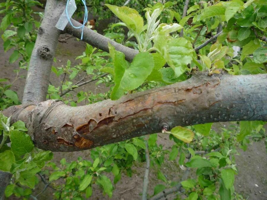 Как лечить плодовые деревья