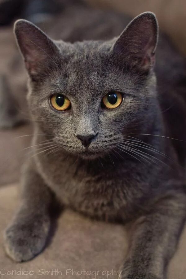 Породы серых кошек с фотографиями и названиями Really handsome gray cat #handsomecat #graycat #graykitty Katzen fotos, Wilde ka
