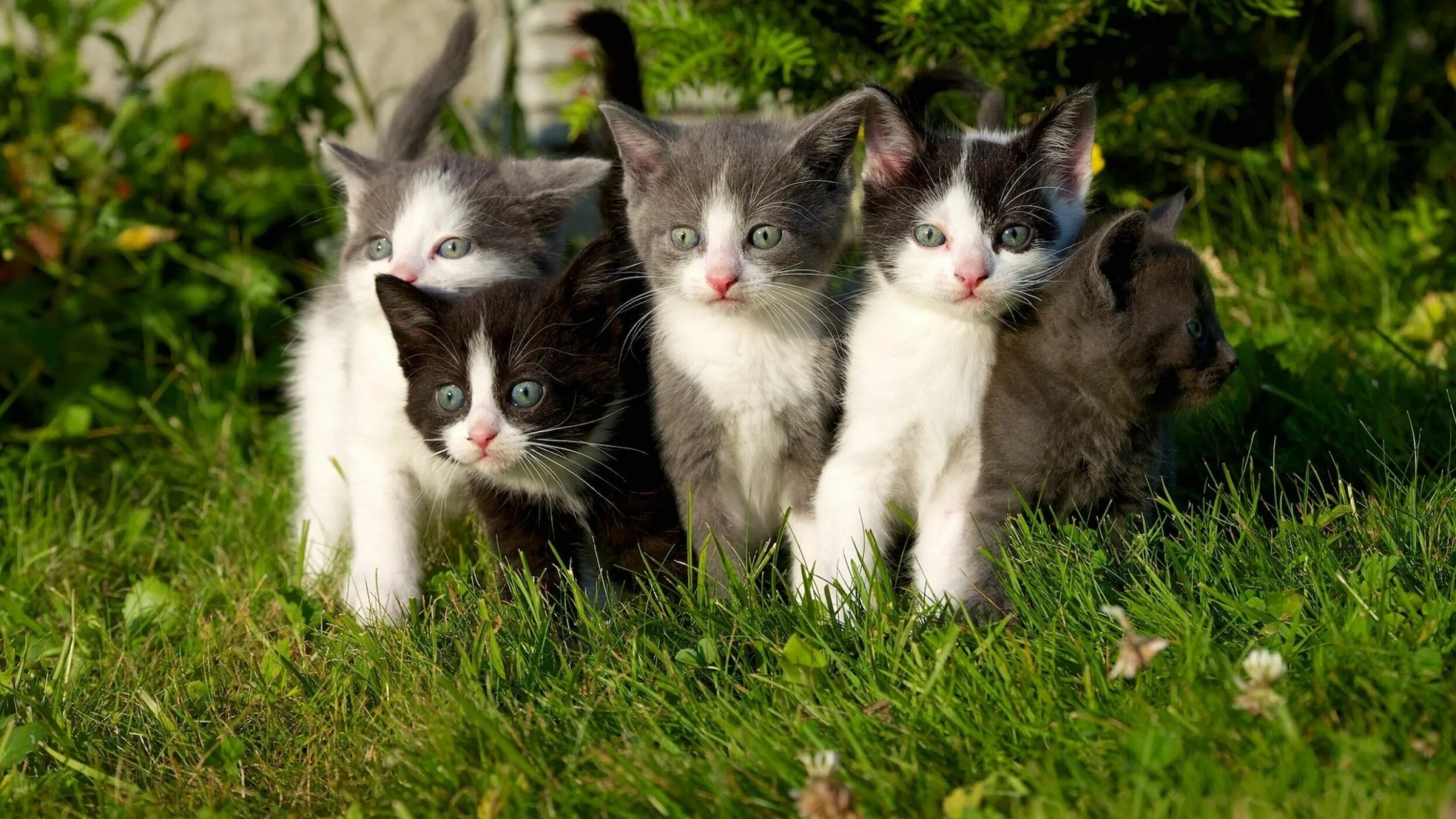 More cats