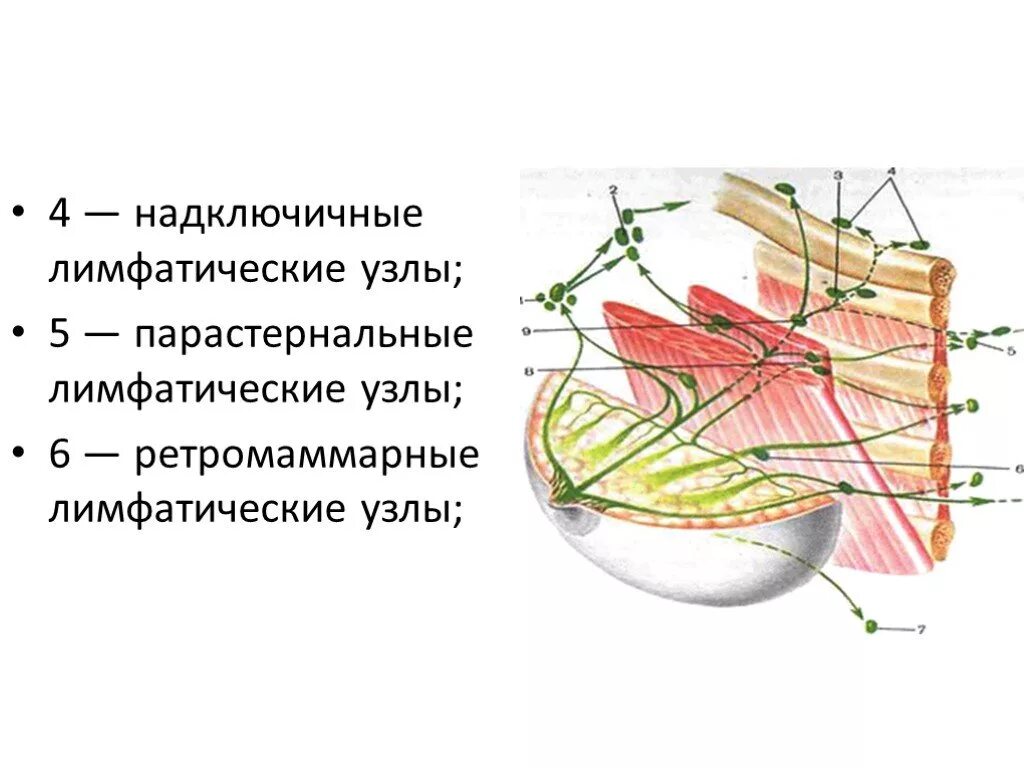 Какой лимфоузел при раке молочной железы