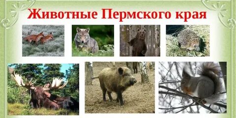 Какие животные в нашем крае