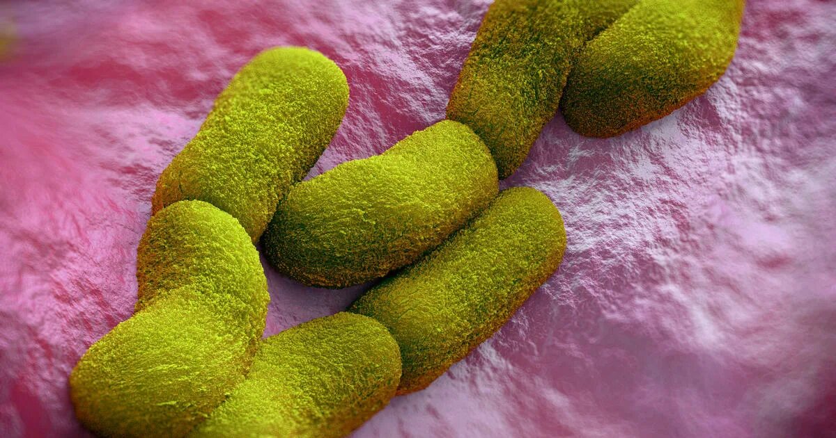 Колонии yersinia pseudotuberculosis. Yersinia enterocolitica микробиология. Иерсинии энтероколитика микробиология. Иерсиния псевдотуберкулезис. Иерсиния пестис микроскопия.