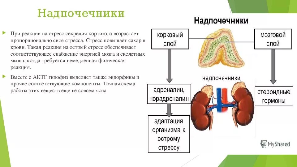 Что выделяют надпочечники. Гормоны различных зон коркового вещества надпочечников.. Надпочечники адреналин и кортизол. Роль надпочечников в стрессовой реакции. Роль гормонов надпочечников при стрессе.