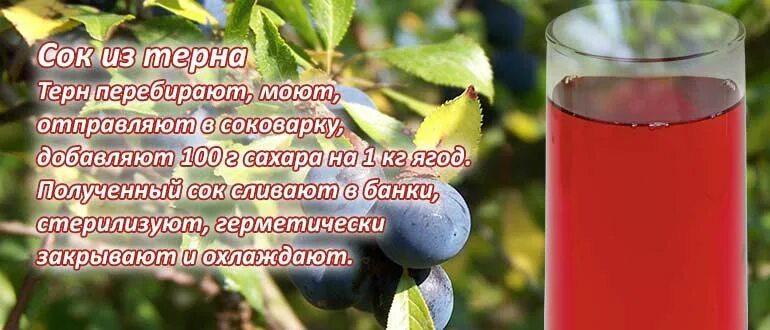 Терновник польза. Сок из терна. чем полезен терн для организма. отвар из терна. терновник лечебные свойства.