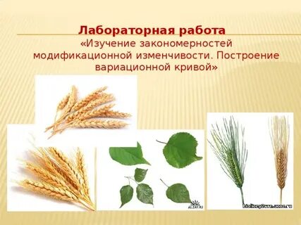 Лабораторная работа no 1 изменчивость организмов