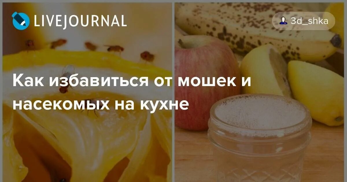 Спастись от мошек. Средство от фруктовых мошек в квартире. Народное средство от мошек в квартире. Средство от мошек на кухне. ЛОВУШКА для мошек на кухне.