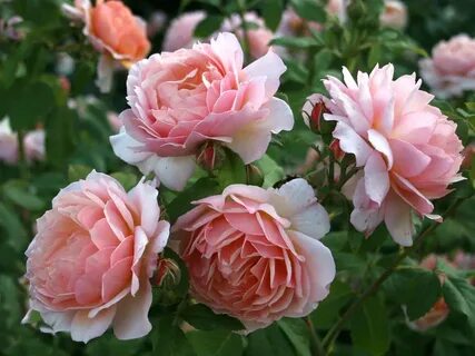 English rose's