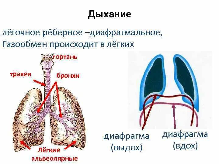 Легочное дыхание. Схема легочного дыхания. Легочное дыхание у животных. Легкие млекопитающих. Наличие диафрагмы у млекопитающих