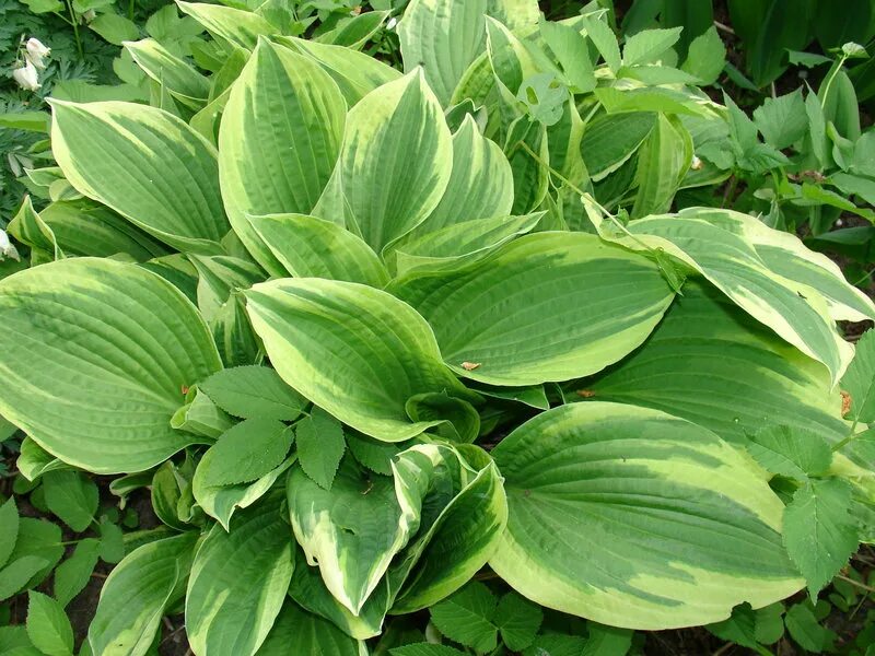 Хоста hosta elata. Проста хост. Хоста афродита. Хоста грин фонтейн. Хоста зеленая.