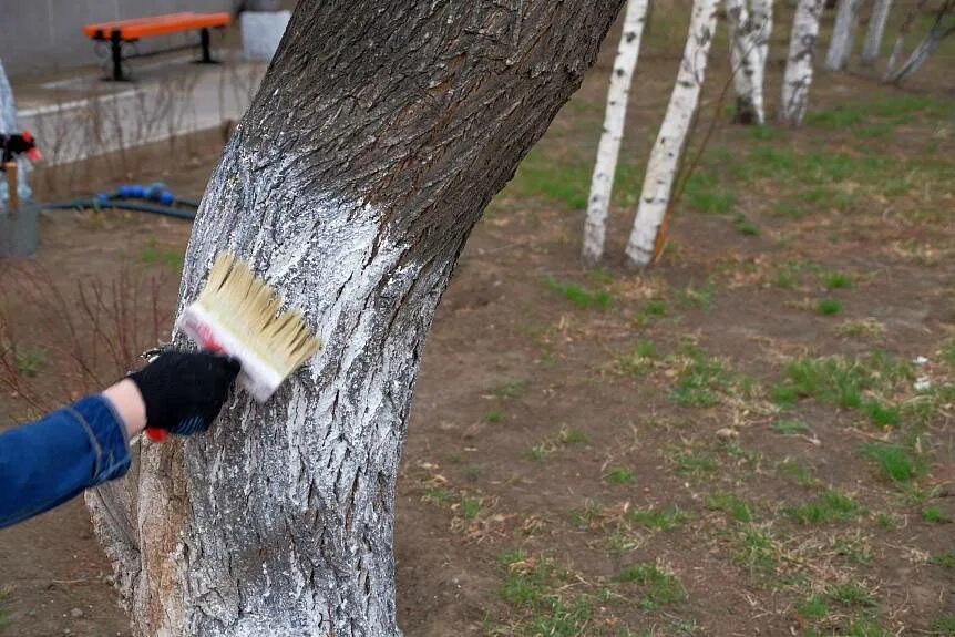 Какие деревья можно белить. Побелка деревьев. Побеленные деревья. Побелка стволов деревьев. Покраска дерева.