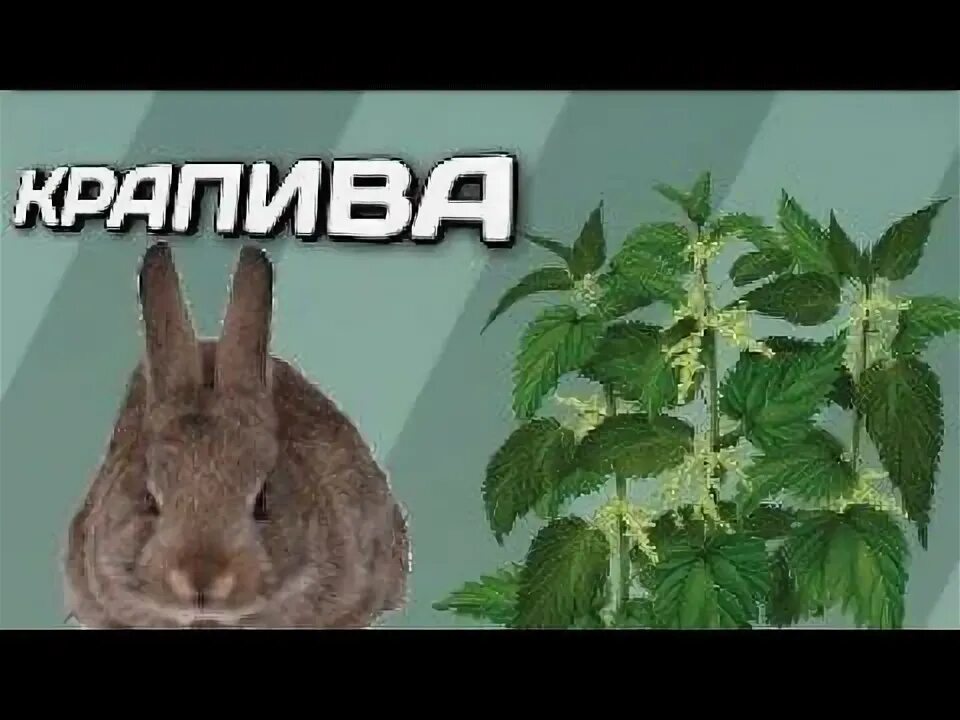 Можно ли давать кроликам клевер. Можно давать крапиву кроликам. какую траву можно давать кроликам.