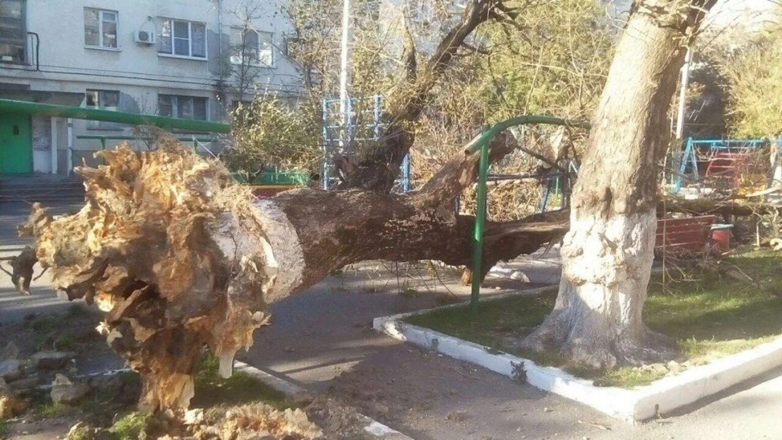 Деревья в Новороссийске. Ураган в Новороссийске. Поваленные деревья в городе. Ветер вырывает деревья. Ветер достигал сорока метров