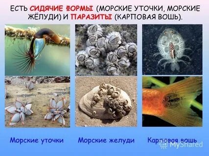 Морские какой род