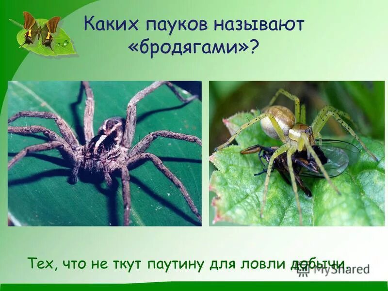 Наука изучающая пауков называется. Наука изучающая пауков называется