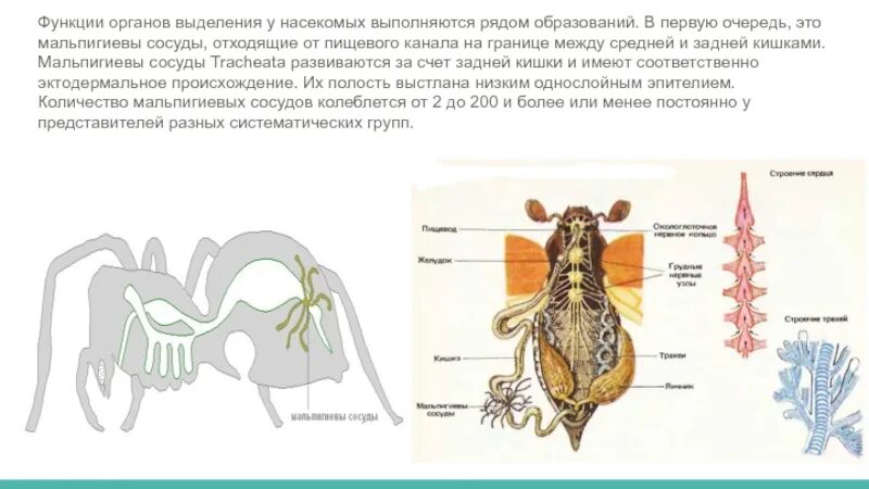 Какой класс имеет мальпигиевы сосуды. Выделительная система мальпигиевы сосуды. Что такое мальпигиевы сосуды в биологии 7 класс. Мальпигиевы сосуды орган выделительной системы. Функция выделительной системы у насекомых.