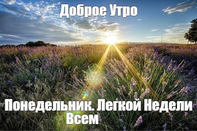 Добро утро в неделя. Дтброп летнее утрт понедельниуа. Доброе летнее утро поне. Доброе летнее утро понедельника. Дрброе УИРО понедельник.
