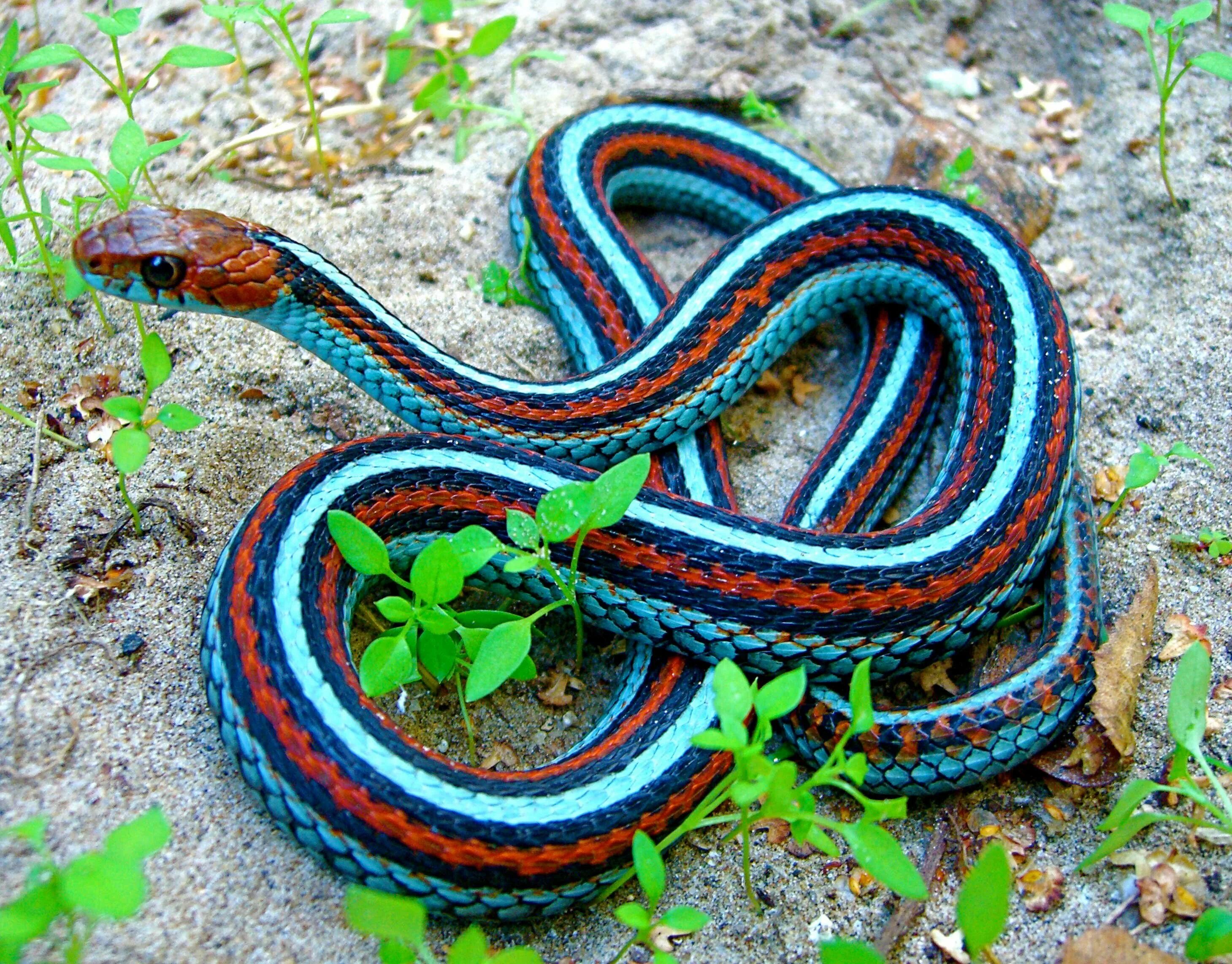 Подвязочная змея (Thamnophis sirtalis). Калифорнийская Краснобокая Garter Snake змея. Калифорнийский подвязочный уж. Ленточный Крайт змея.