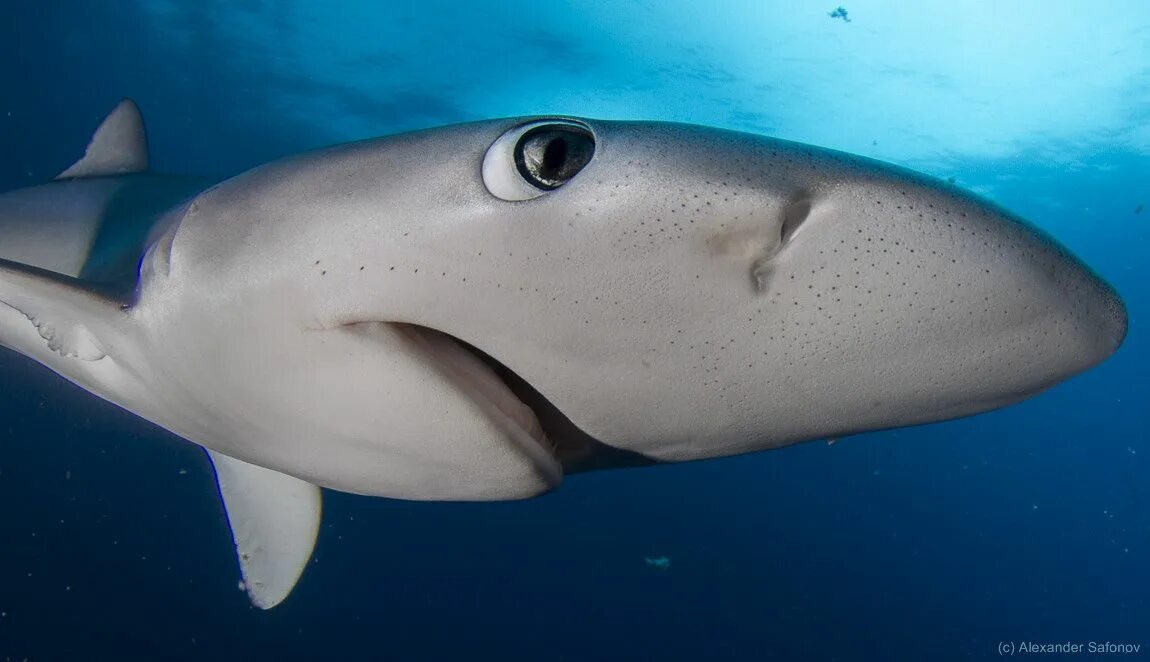 Рыба акула. Кавайная акула. Улыбка акулы. Милые акулы. Добра акула.