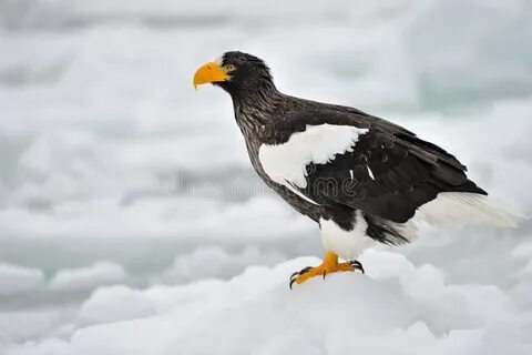 Ice eagles