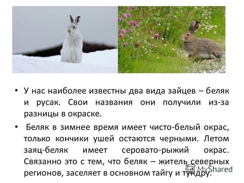 Различия зайцев беляк и русак. Сравнение зайца-беляка и зайца-русака сходство и различия.
