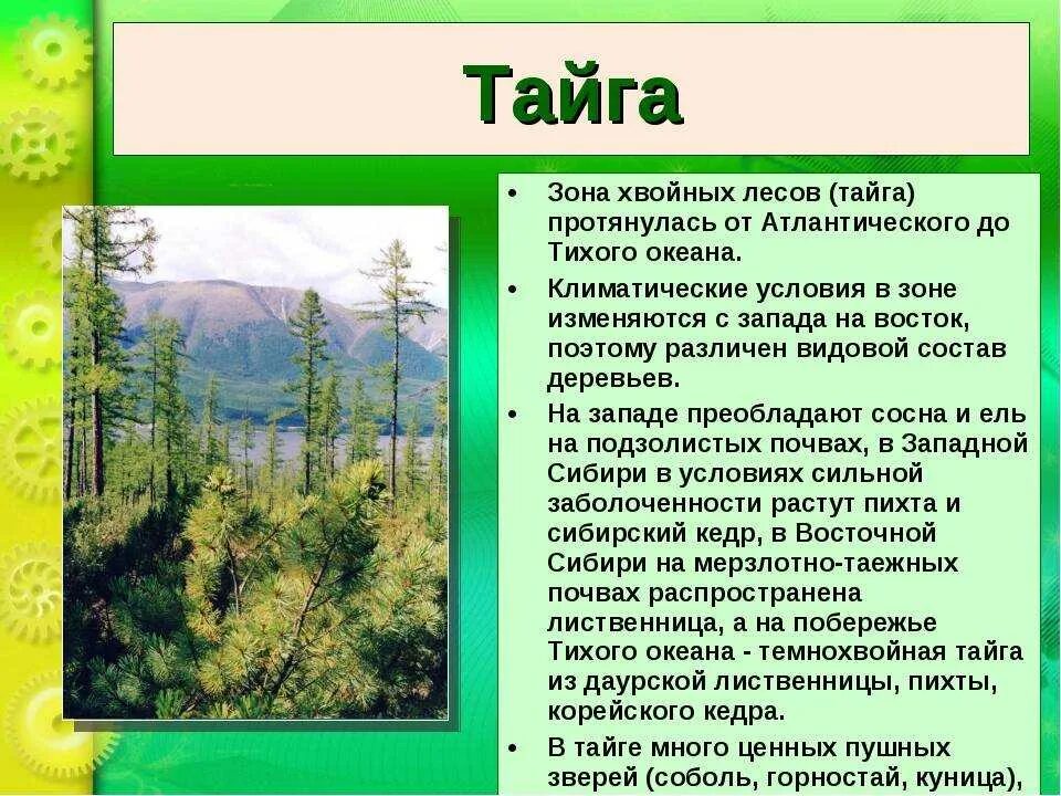 Какая характеристика в тайге. Тайга описание природной зоны. Описание тайги. Характеристика тайги. Особенности природы тайги.