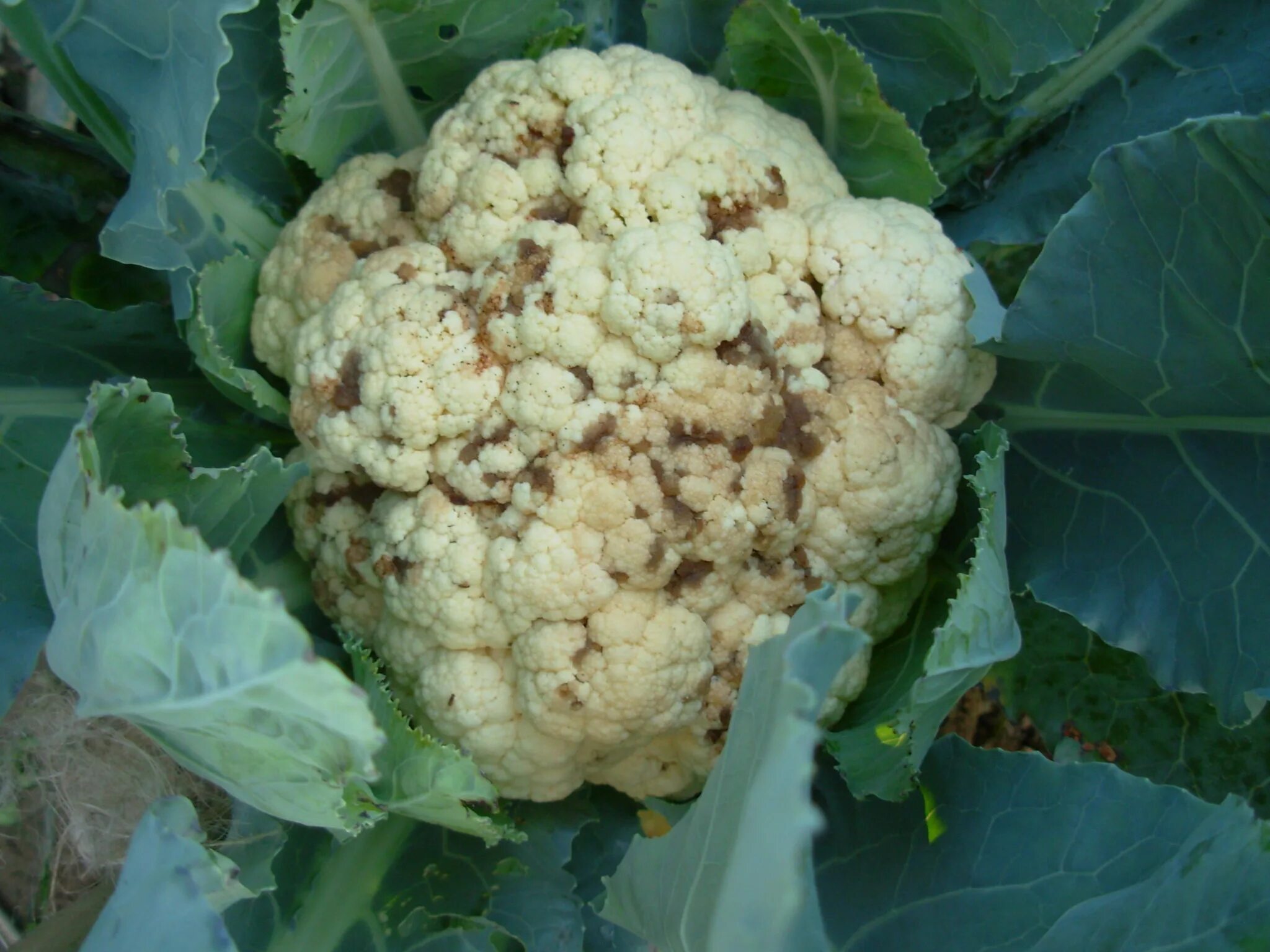 альтернариоз капуста белокочанная. цветная капуста коричневая. альтернариоз капусты. черная цветная капуста. фомоз капусты белокочанной.