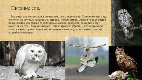 Особенности сов птиц