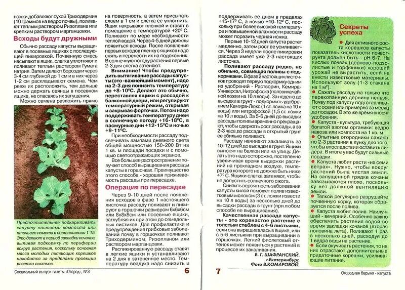 Через сколько можно есть капусту после обработки