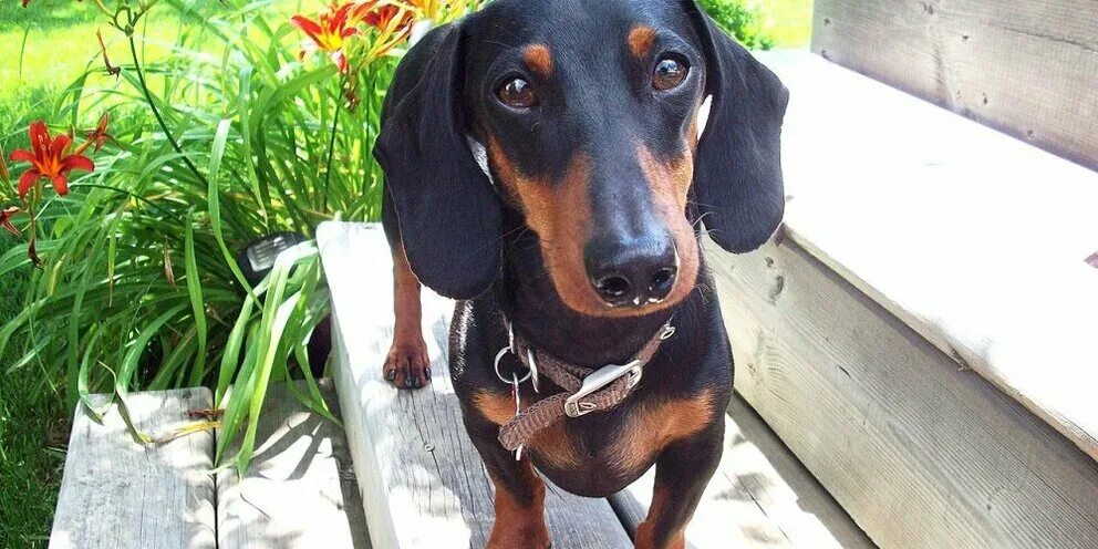 грустная собака из приюта. найденные собаки таксы ливны. приюты для собак в спб. волонтеры в приюте для животных. приют для собак такса спб.