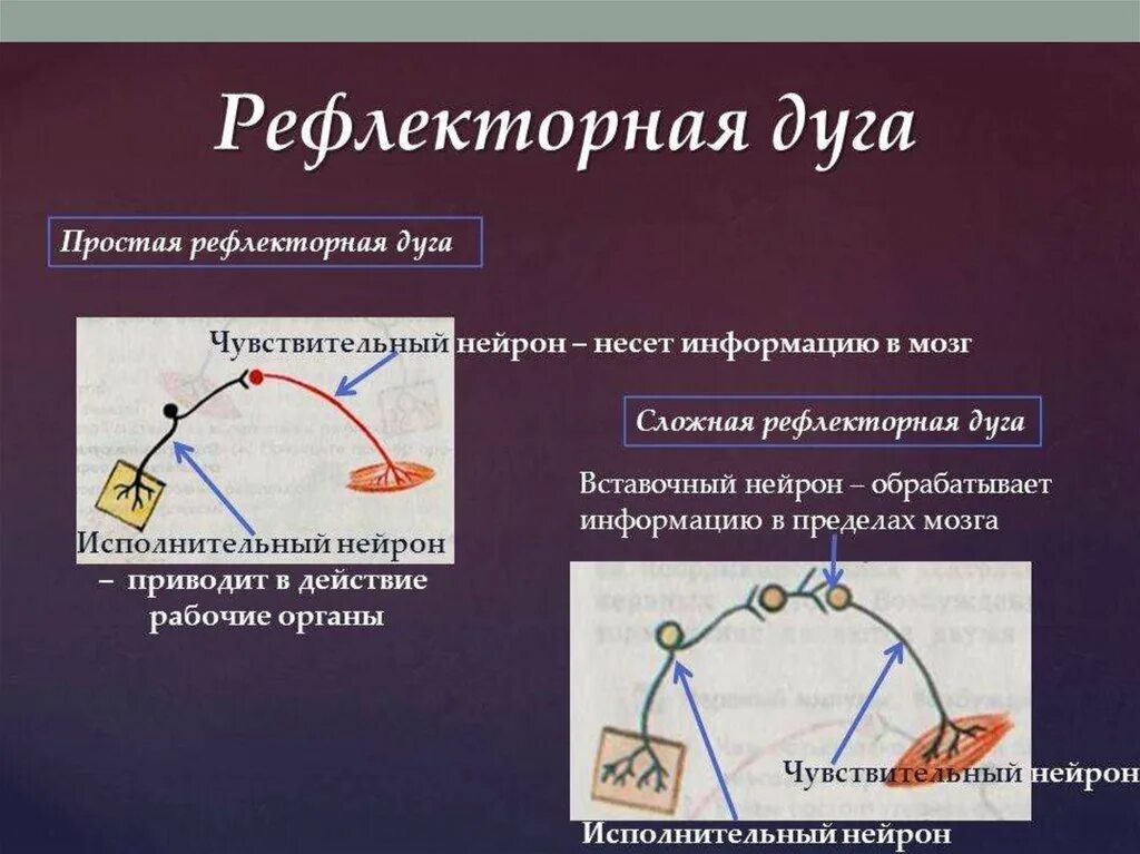 Стадии рефлекса. Рефлекторная дуга кратко и понятно. 2х нейронная рефлекторная дуга. Простая и сложная рефлекторная дуга. Рефлекторная дуга простыми словами.