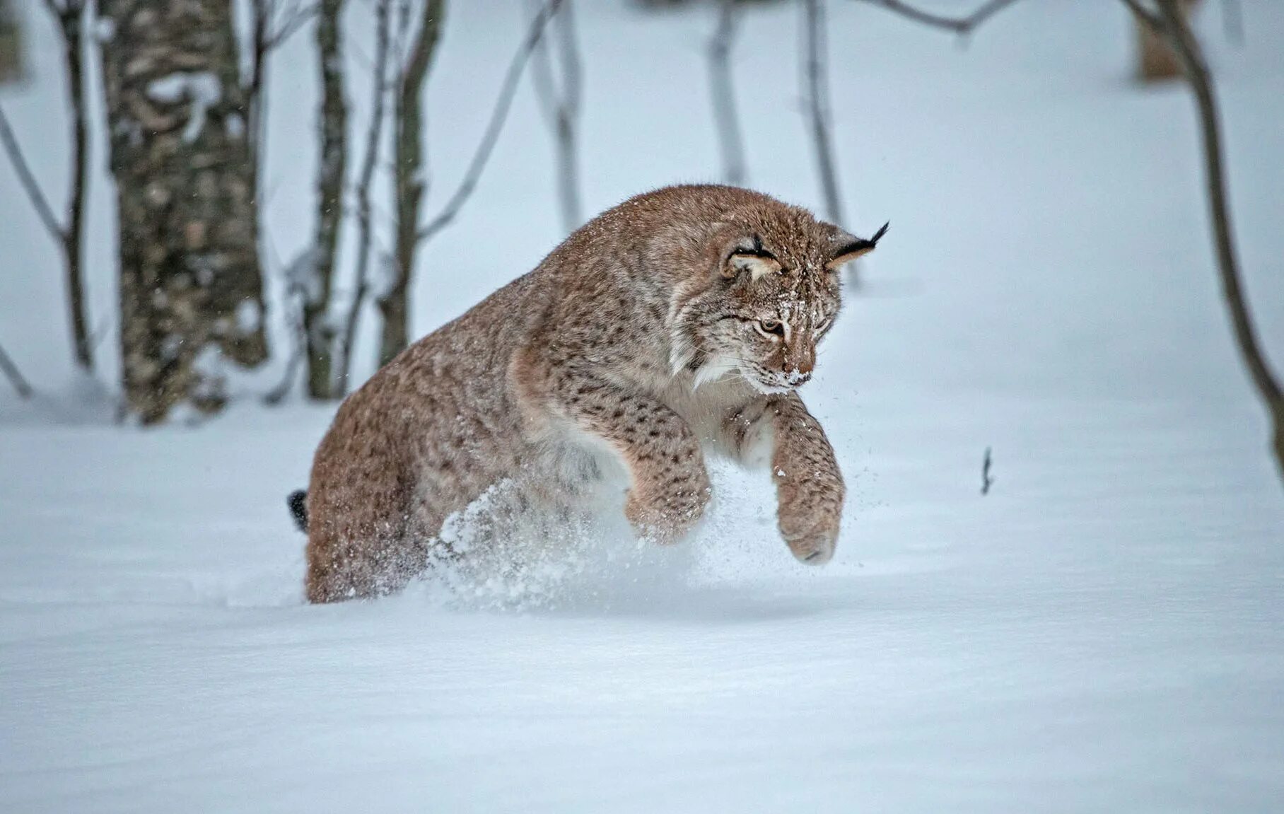 Рысь - Lynx Lynx (Linnaeus, 1758). Сибирская Рысь. Таежная Рысь. Беловежская пуща Рысь. Владимирская рысь