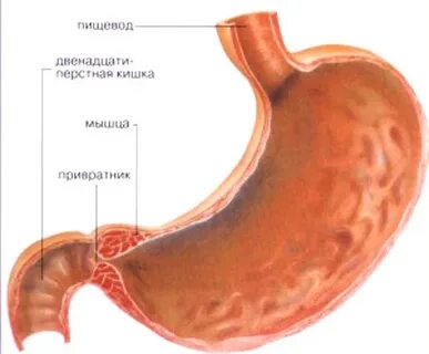 Функциональная недостаточность привратника
