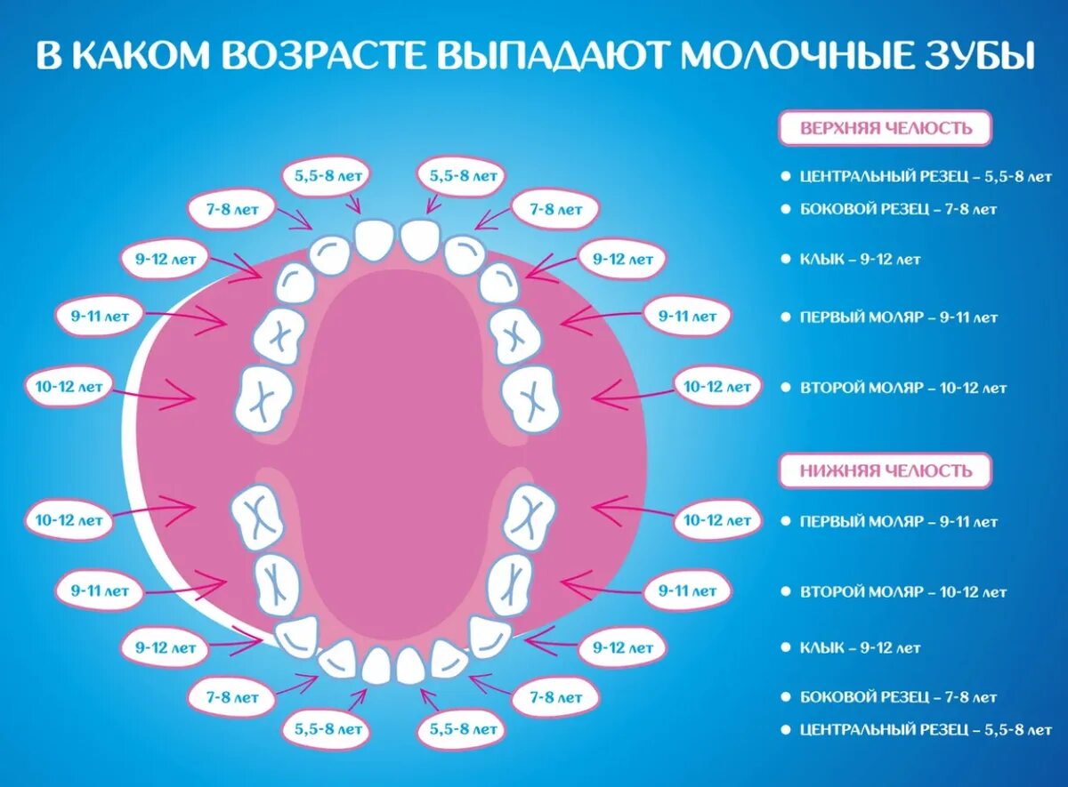 Где зубы у детей. Порядок выпадения молочных зубов схема. в каком порядке выпадают молочные зубы у детей схема. зубы у детей порядок выпадения молочных зубов схема. схема смены молочных зубов у детей.
