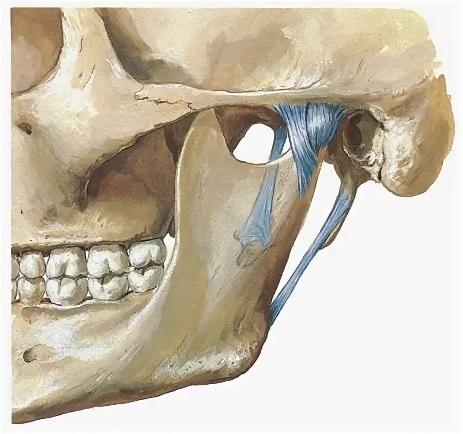Связки сустава ВНЧС. Анатомия сустава ВНЧС. Нижнечелюстная ямка ВНЧС.