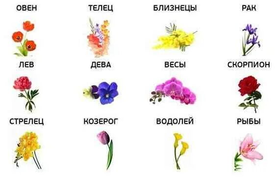 Какие цветы подарить женщине скорпиону. Цветы по гороскопу. растения по знаку зодиака. знаки зодиака цветы. комнатные цветы по знакам зодиака.