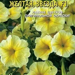 Петуния желтая звезда