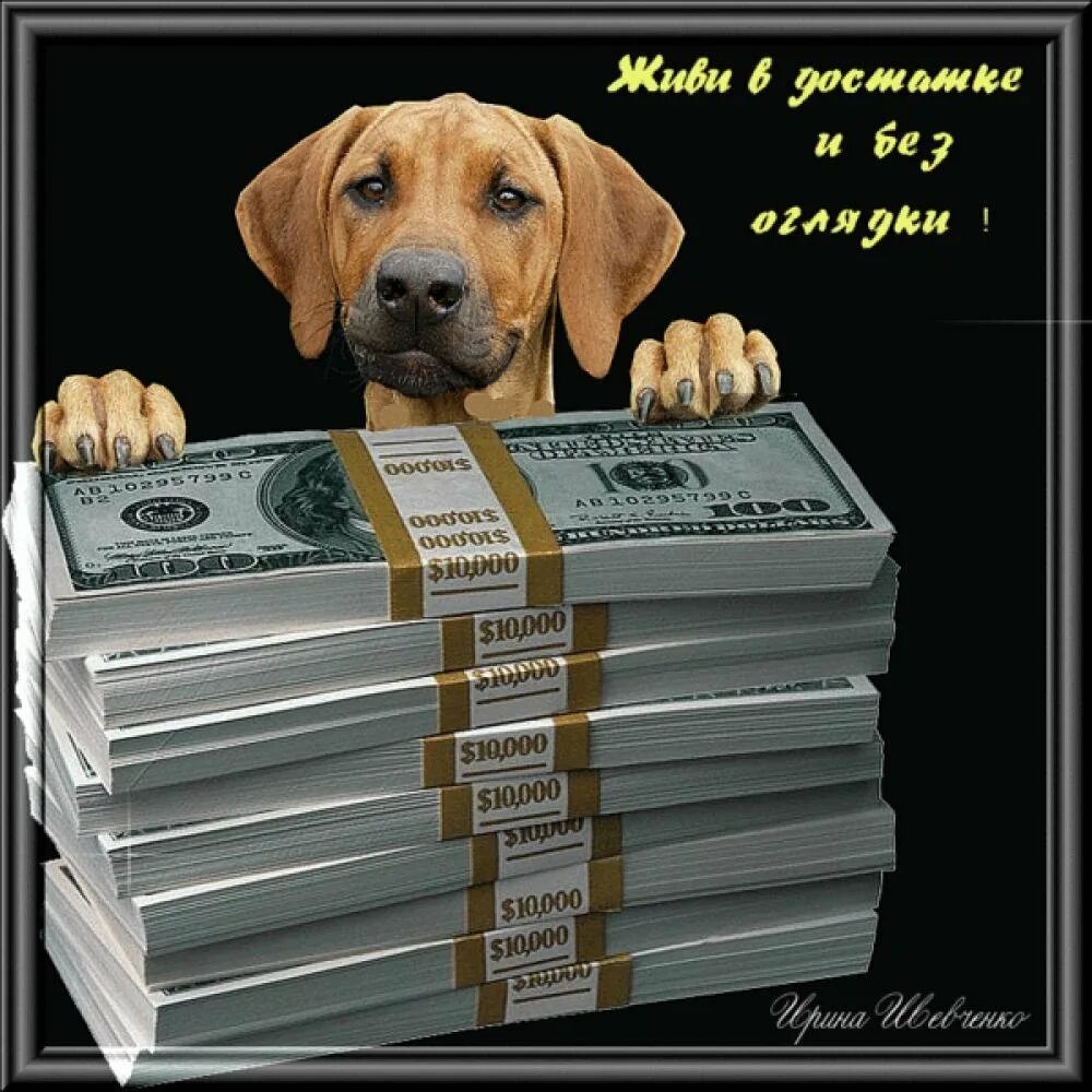 открытки с пожеланием удачи. невыспавшаяся сова. желаю много работы. открытки с пожеланиями удачной недели. желаю много работы.