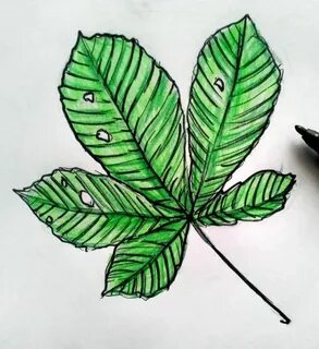 Как нарисовать лист каштана карандашом