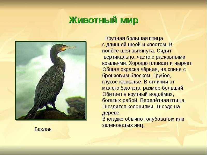 Птицы Астраханского заповедника. Баклан описание. Астраханский заповедник животные. Большой Баклан описание.