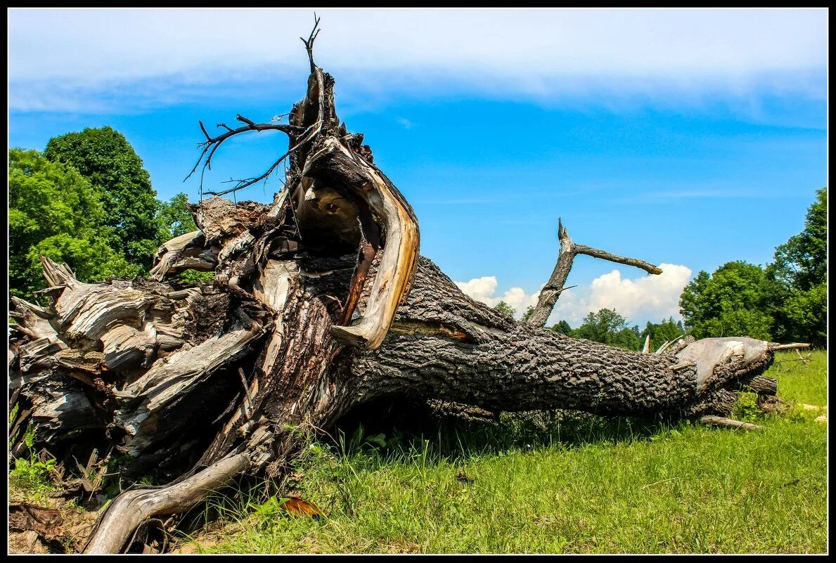 Можно сломать дерево. Поваленное дерево. Большое поваленное дерево. Сломанное дерево. Упавшее дерево.