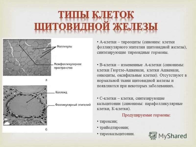 Реактивно измененный эпителий. Реактивно измененный эпителий. Реактивные изменения клеток плоского эпителия в мазке на цитологию. Цитологическое исследование препарата тканей с шейки матки. Цитология микрофотографии малом размере.
