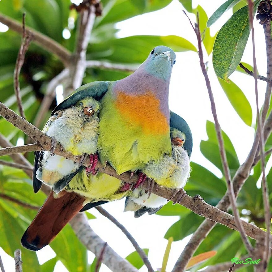 Заботиться о птенчиках. Pink-necked Green Pigeon. Птица с птенцами. Под крылом птицы.