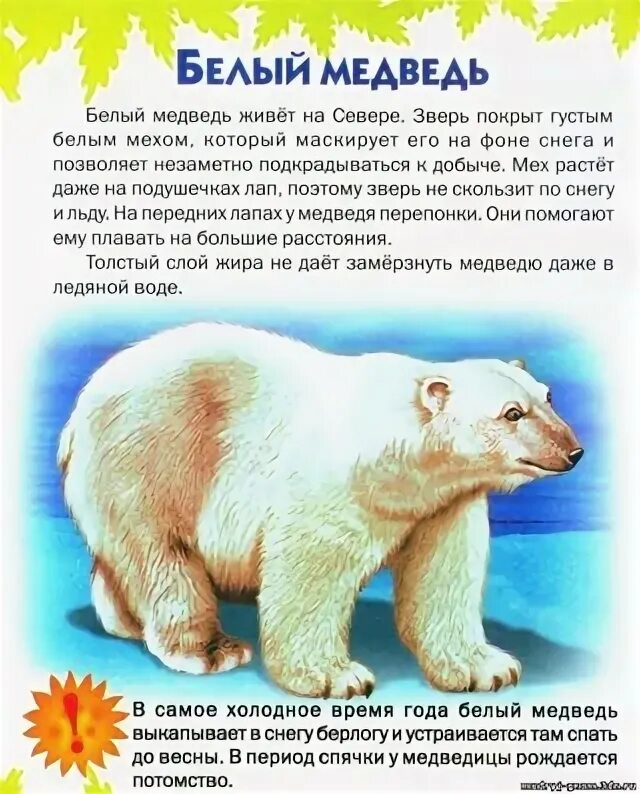 Картинки КАКИЕ ЖИВОТНЫЕ ЗАНЕСЕНЫ В МЕЖДУНАРОДНУЮ КРАСНУЮ КНИГУ