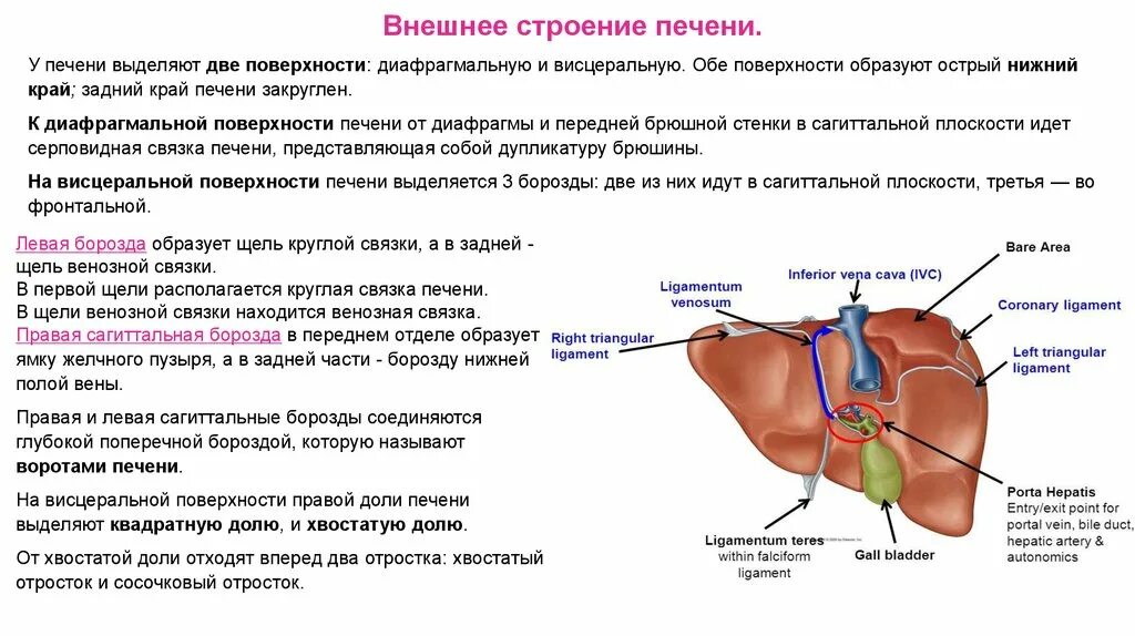 Печень части органа. Желчный пузырь расположение строение анатомия. Печень, желчный пузырь: положение, строение, функции.. Печень, желчный пузырь, поджелудочная железа анатомия строение. Желчный пузырь анатомия строение и функции.